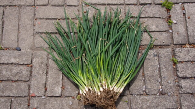 家庭菜園 ネギ を植えよう わたらせばしブログ 自然いっぱいコーナー