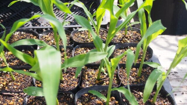 家庭菜園 トウモロコシ を植えよう わたらせばしブログ 自然いっぱいコーナー