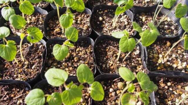 家庭菜園 オクラ を植えよう わたらせばしブログ 自然いっぱいコーナー