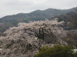 あしかがフラワーパーク：3月の写真です。