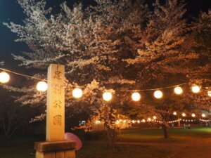 足利公園：夜桜の写真です。