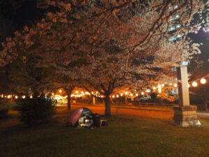 足利公園：夜桜の写真です。