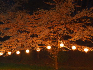 足利公園：夜桜の写真です。