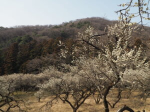 足利西渓園の梅の写真です。