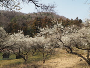 足利西渓園の梅の写真です。