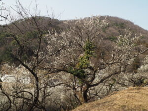 足利西渓園の梅の写真です。