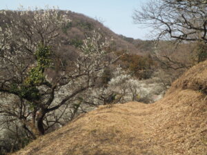 足利西渓園の梅の写真です。