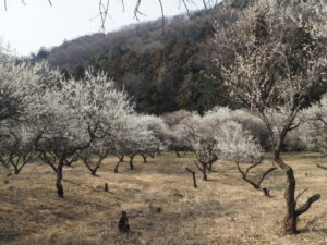 足利西渓園の梅の写真です。