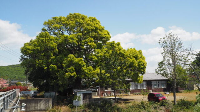 大久保分校スタートアップミュージアムの楠の木の写真です。