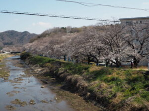 袋川（新山）沿いの桜　の写真です。