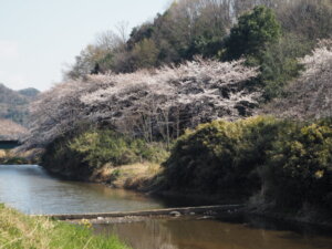 袋川（新山）沿いの桜　の写真です。