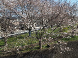 袋川（新山）沿いの桜　の写真です。