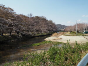 袋川（新山）沿いの桜　の写真です。