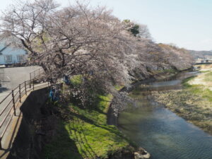 袋川（新山）沿いの桜　の写真です。