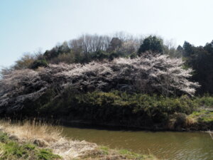 袋川（新山）沿いの桜　の写真です。