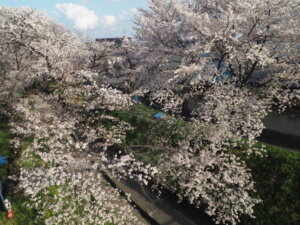 袋川：千歳地区の桜の写真です。