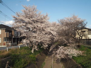 袋川：千歳地区の桜の写真です。