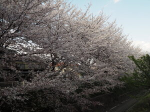 袋川：千歳地区の桜の写真です。