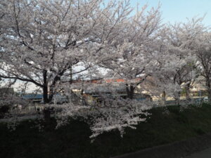 袋川：千歳地区の桜の写真です。