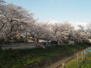 袋川：千歳地区の桜の写真です。