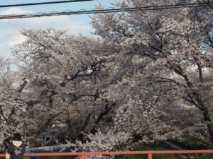 袋川：千歳地区の桜の写真です。