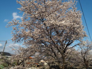 袋川：千歳地区の桜の写真です。