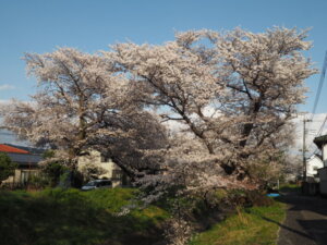 袋川：千歳地区の桜の写真です。