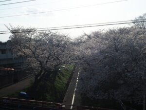 袋川：千歳地区の桜の写真です。