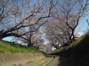 袋川（千歳）沿いの桜の写真です。