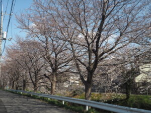 袋川（千歳）沿いの桜の写真です。