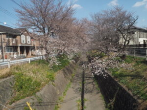 袋川（千歳）沿いの桜の写真です。