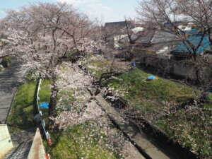 袋川（千歳）沿いの桜の写真です。