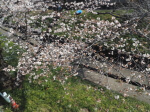 袋川（千歳）沿いの桜の写真です。