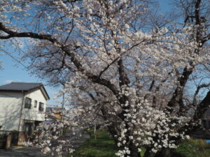 袋川（千歳）沿いの桜の写真です。