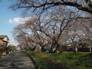 袋川（千歳）沿いの桜の写真です。