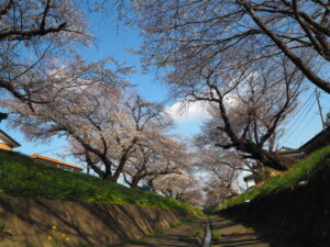 袋川（千歳）沿いの桜の写真です。