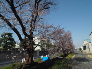 三栗谷用水沿いの桜の写真です。