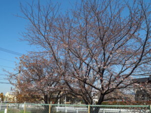 三栗谷用水沿いの桜の写真です。