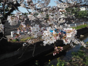 三栗谷用水沿いの桜の写真です。