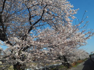 三栗谷用水の桜の写真です。