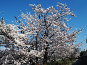 三栗谷用水の桜の写真です。