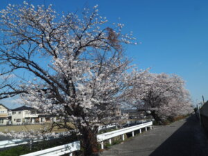 三栗谷用水の桜の写真です。