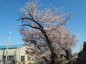 三栗谷用水の桜の写真です。