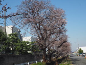 三栗谷用水沿いの桜の写真です。