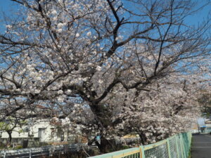 三栗谷用水の桜の写真です。