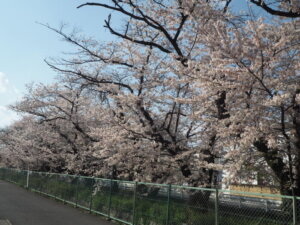 三栗谷用水の桜の写真です。