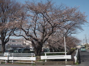 三栗谷用水沿いの桜の写真です。