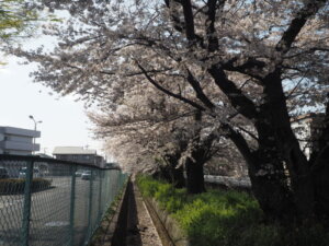 三栗谷用水の桜の写真です。