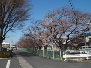 三栗谷用水沿いの桜の写真です。