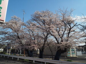 三栗谷用水の桜の写真です。